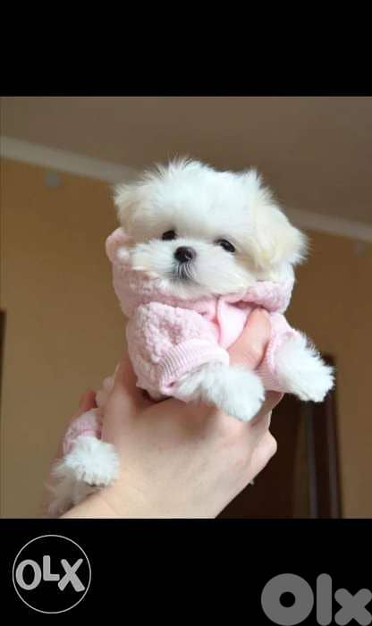 Maltese Mini puppies dog كلاب 0