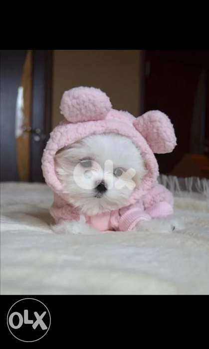 Maltese Mini puppies dog كلاب 1