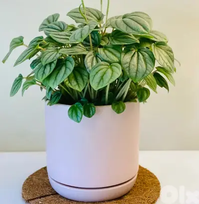Pilea watermelon Moonlight