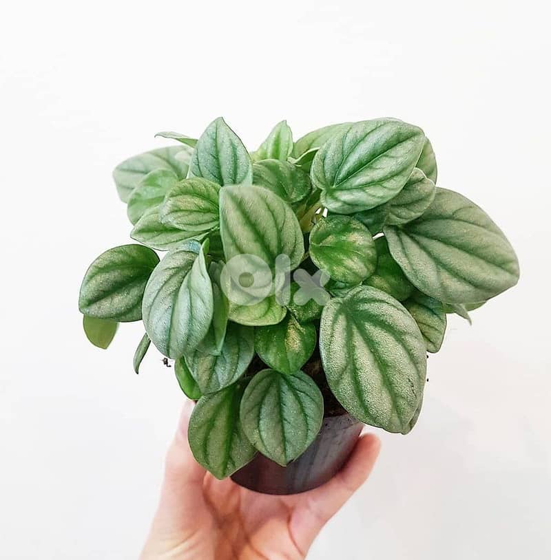 Pilea watermelon Moonlight 1