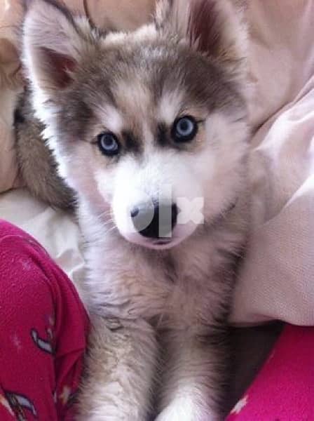 husky CUTIE blue 0
