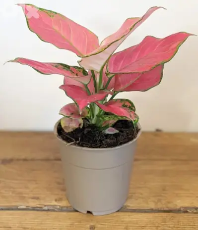 Aglonema pink lady