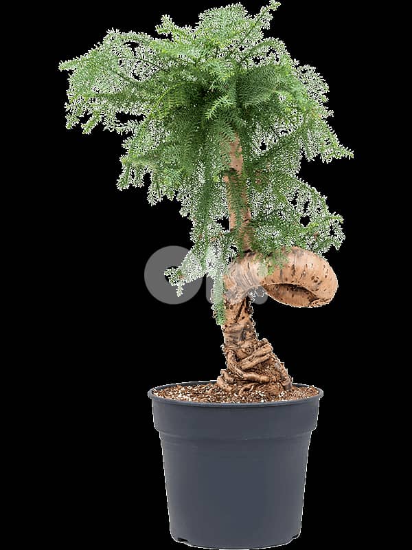 Australian pine bonsai 0