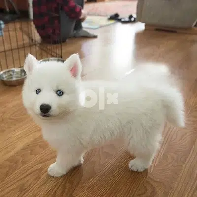 Siberian Husky White blue eyes
