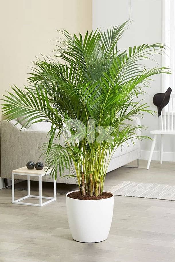 Areca plant best price in Lebanon 0