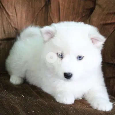 white husky available puppy