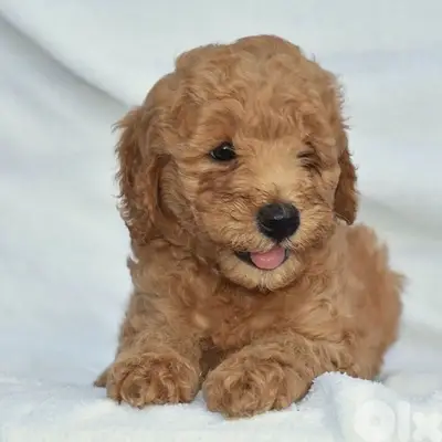 Imported Mini Goldendoodle AVAILABLE Mini Imported Mini Goldendoodle AVAILABLE Mini