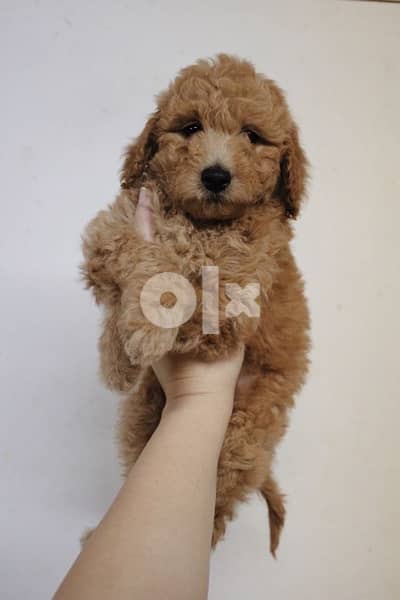 mini labradoodle imported Imported LOVEY 0