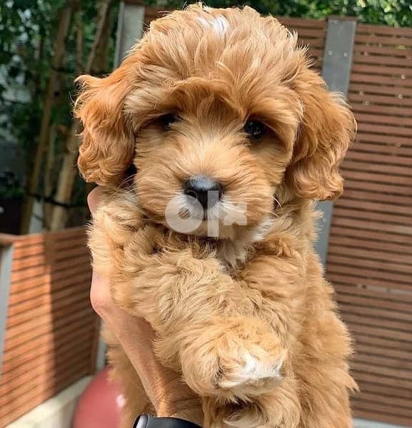 Cavapoo Imported Puppiess 0