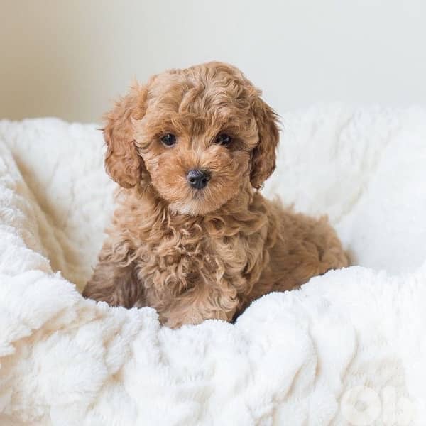 Imported poodle puppy delivery 0