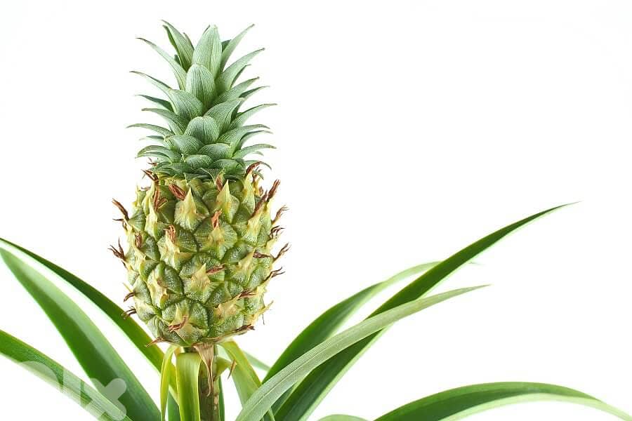Thai Pineapple 0