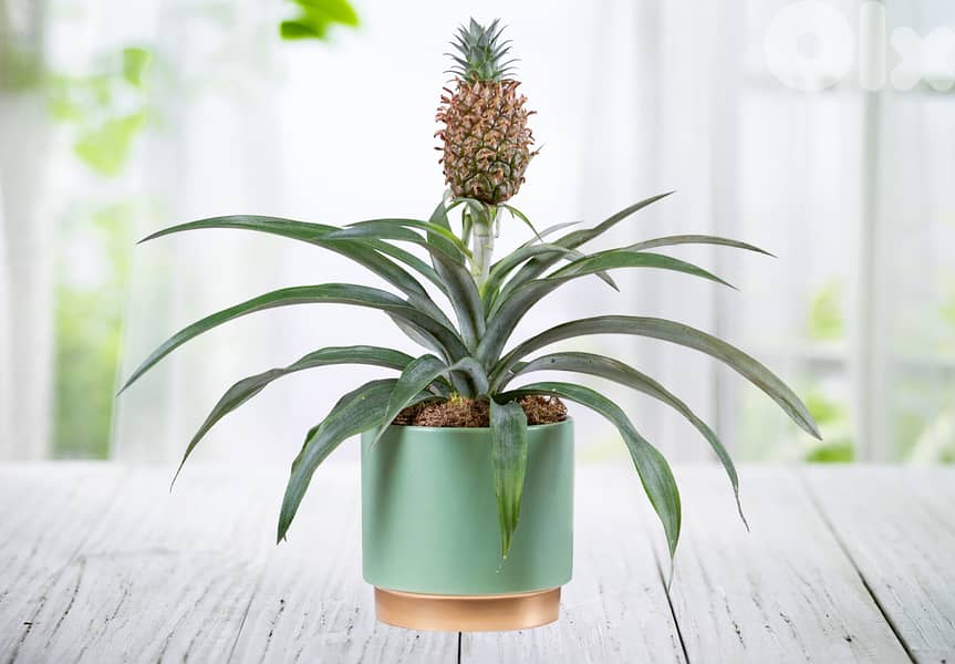 Thai Pineapple 1