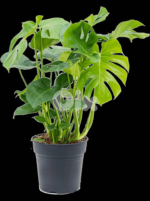 Dutch Monstera 0
