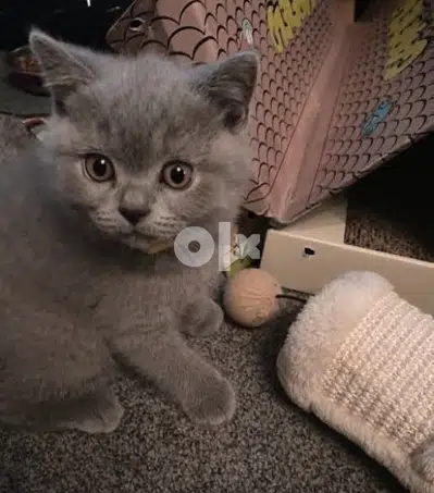 British kitten delivery available