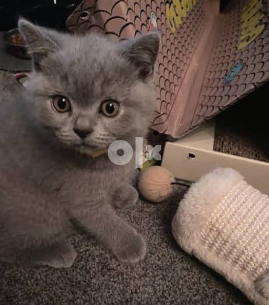 British kitten delivery available 0