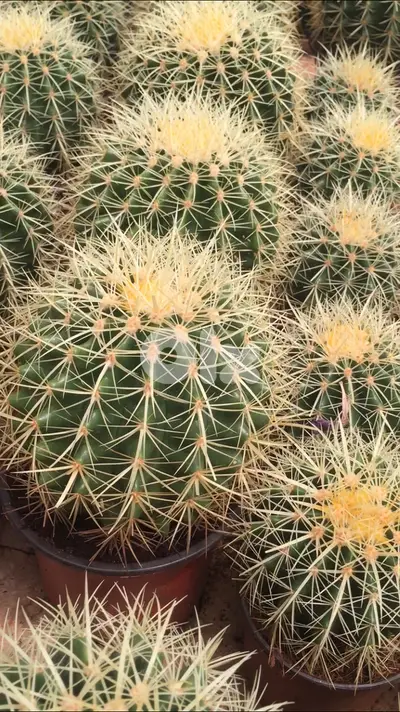 Cactus ball