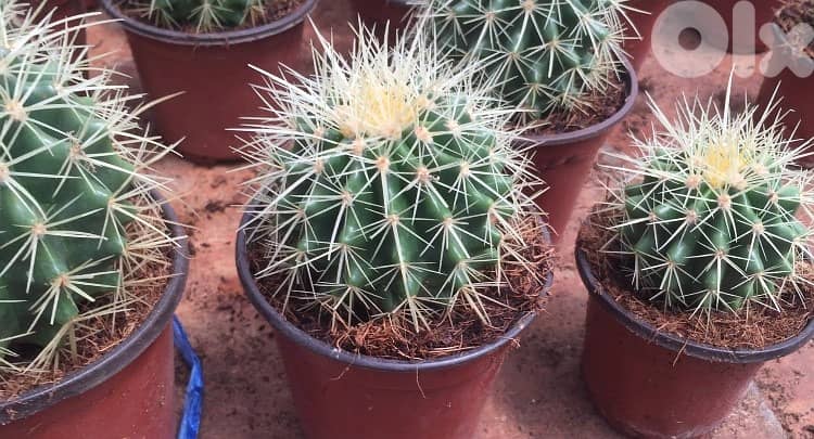 Cactus ball 2