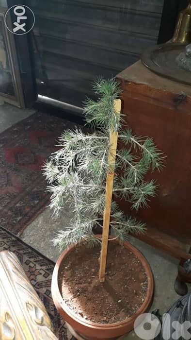 ارزة لبنان 2
