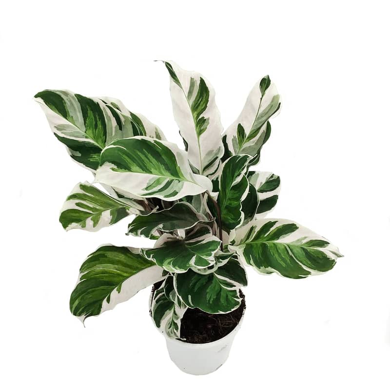 Calathea white fusion 0