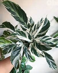 Calathea white fusion 1