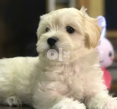 Cute Bichon puppy MINI