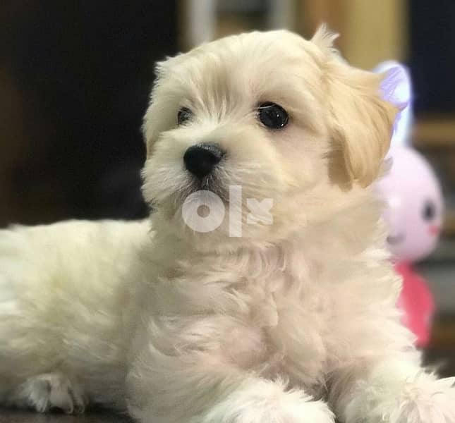 Cute Bichon puppy MINI 0