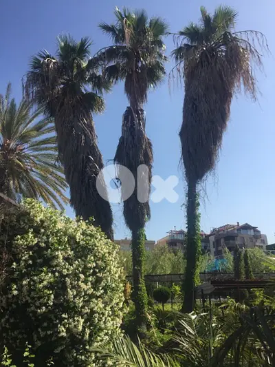 washingtonia palm نخل وشنطونيا