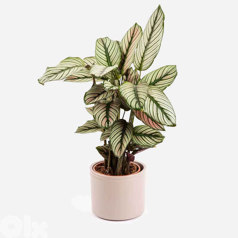 White Calathea 0