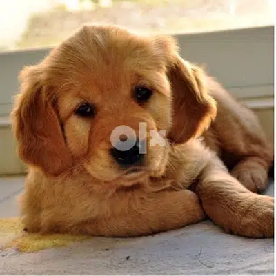 Golden Retriever Red Bear giant