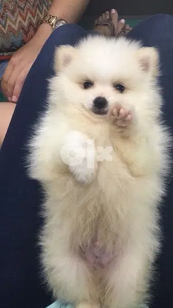 Pomeranian Spitz cream