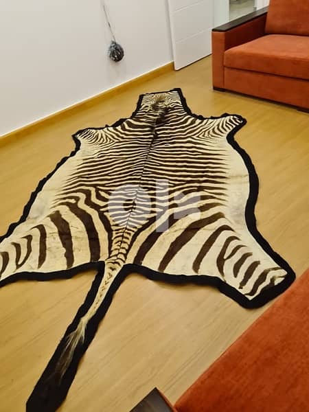 Zebra Authentic Skin Rug 1