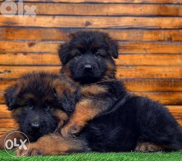 German Shepherd long hair puppies 0