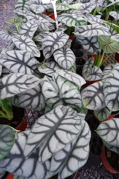 Alocasia silver dragon