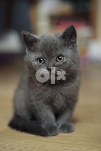 British grey short 0