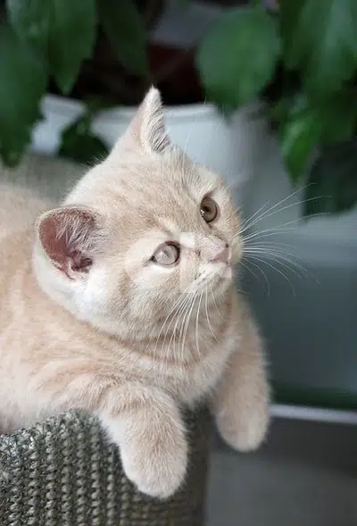 British ShortHair Cream