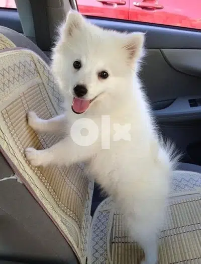 Pomeranian Spitz cutest pup