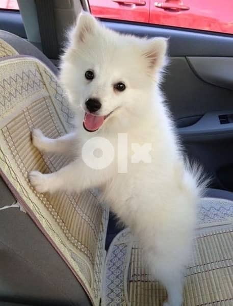 Pomeranian Spitz cutest pup 0