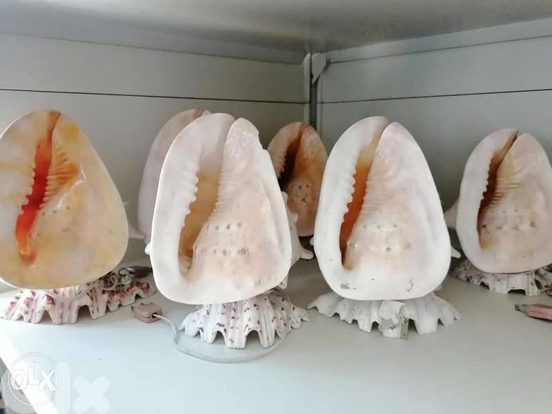 Seashell lamp 0