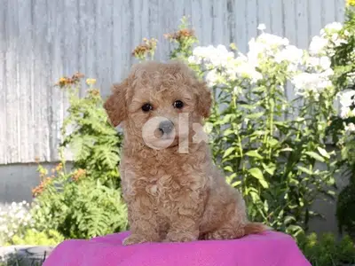 Imported Maltipoo Baby Cute