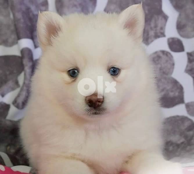 Husky White blue eyes puppy 0