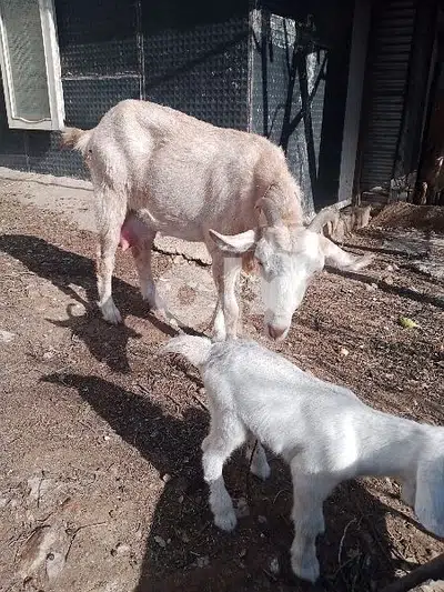 ماعز مشكل للبيع سويسري وبندوق