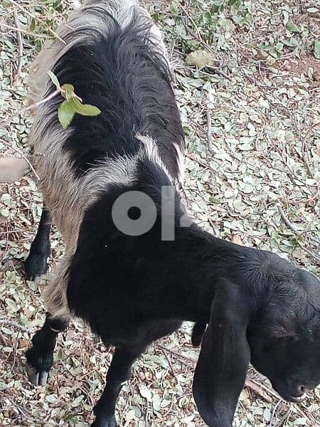 ماعز مشكل للبيع سويسري وبندوق 2