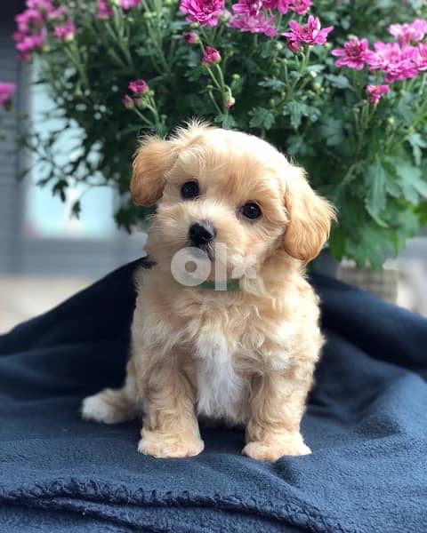 Cavapoo puppies imported 0