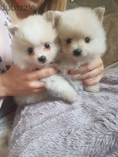 Spitz. Loulou Pomeranian mini available in shop/ Puppies dog كلاب Spitz. Loulou Pomeranian mini available in shop/ Puppies dog كلاب