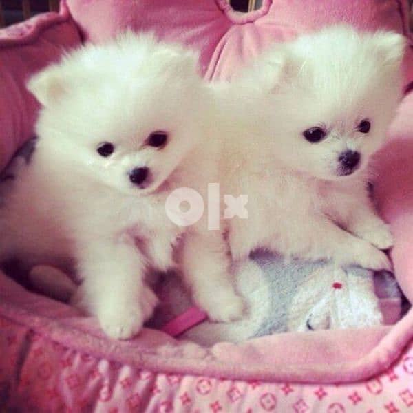 Loulou Puppies Spitz available/ dog كلاب 0