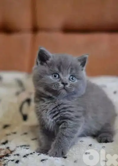 Kitten British Shorthair Perfect Features