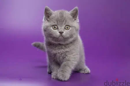 British Shorthair Kitten Grey/ cat قطط