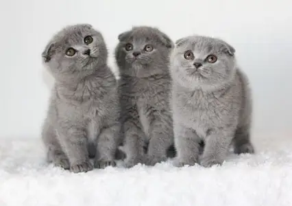 Baby Scottish Fold Kittens All available