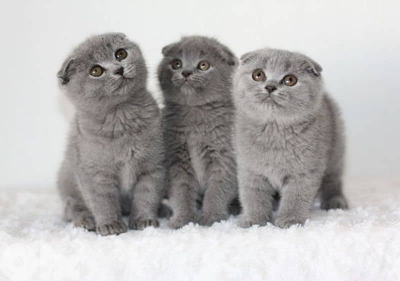 Baby Scottish Fold Kittens All available 0