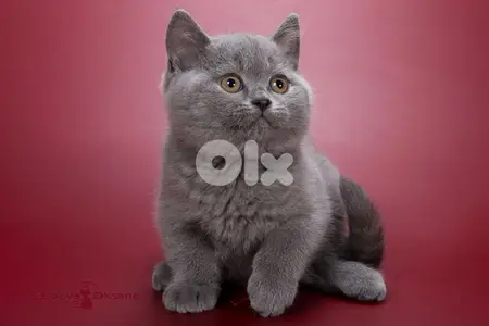 British Kittens Shorthair قطط cat